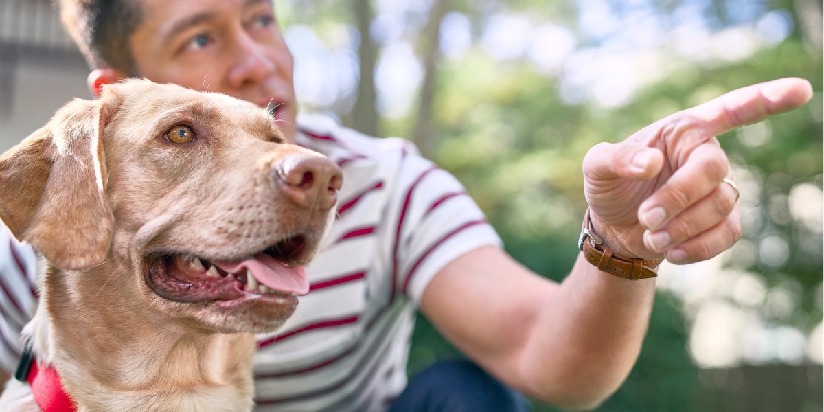 los perros tienen mejores narices que los humanos