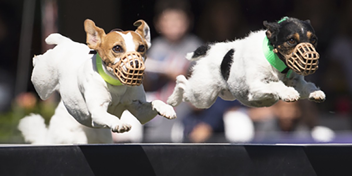 Jack russell purina outlet