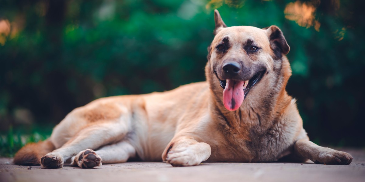 Skin Tags on Dogs How to Identify Treat Them Purina US