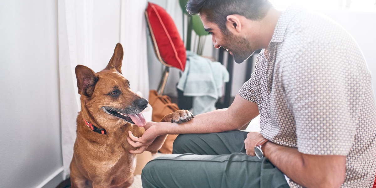 qué debo hacer si mi cachorro tiene gusanos