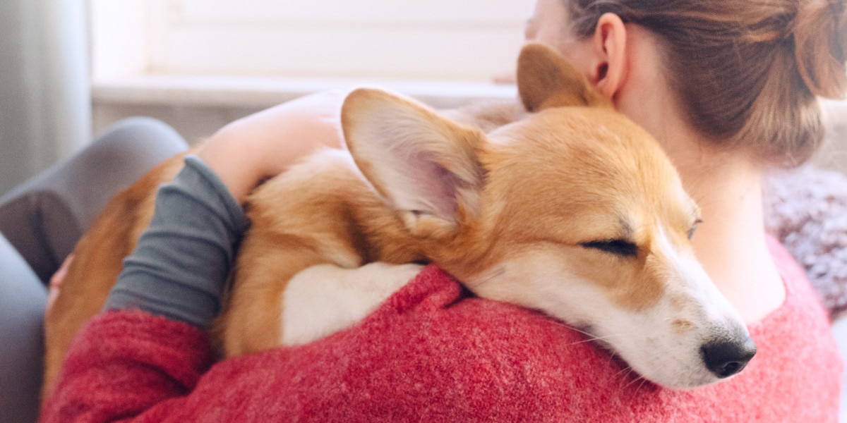 puedo darle a mi perro benadryl líquido