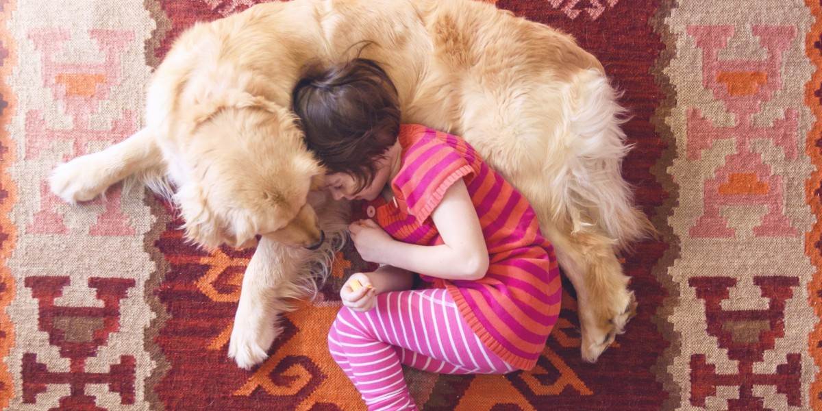 Dog Dementia Causes Symptoms Treatments Purina US