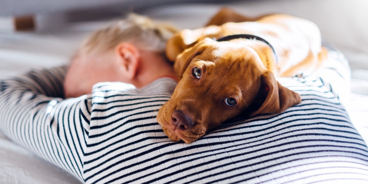 cómo puedo hacer que mis perros respiren mejor