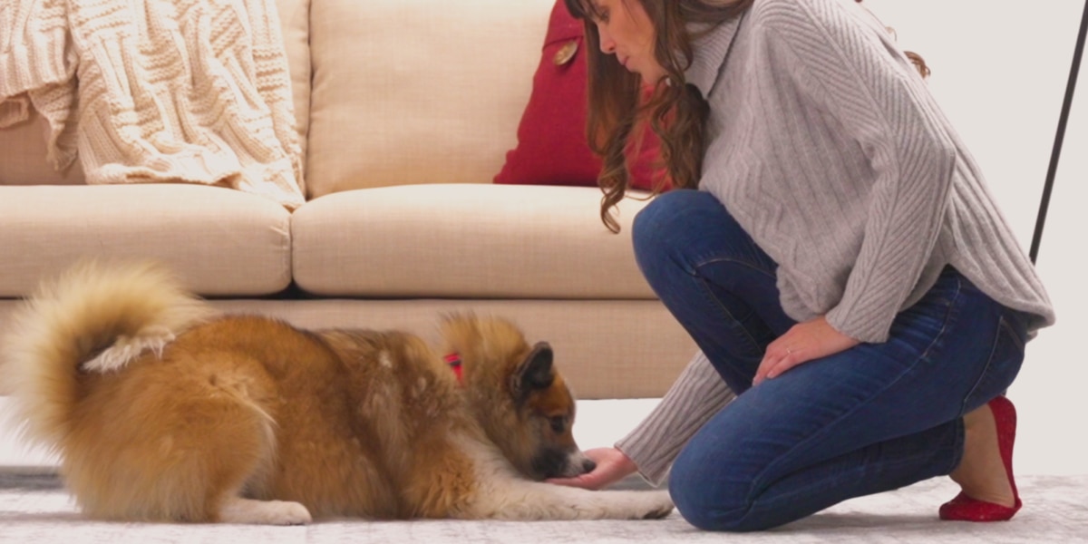 How to Train Your Dog to Lie Down: Simple Steps for Success