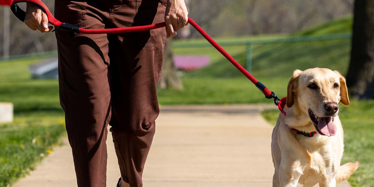 Dog Training How to Leash Train an Older Dog Purina US