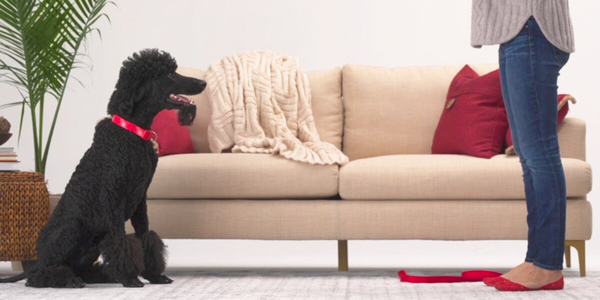 How to Train a Dog to Stay off Couch: Easy and Effective Tips