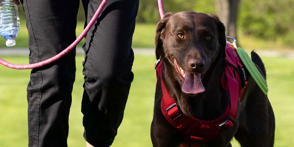 Service Dog Training