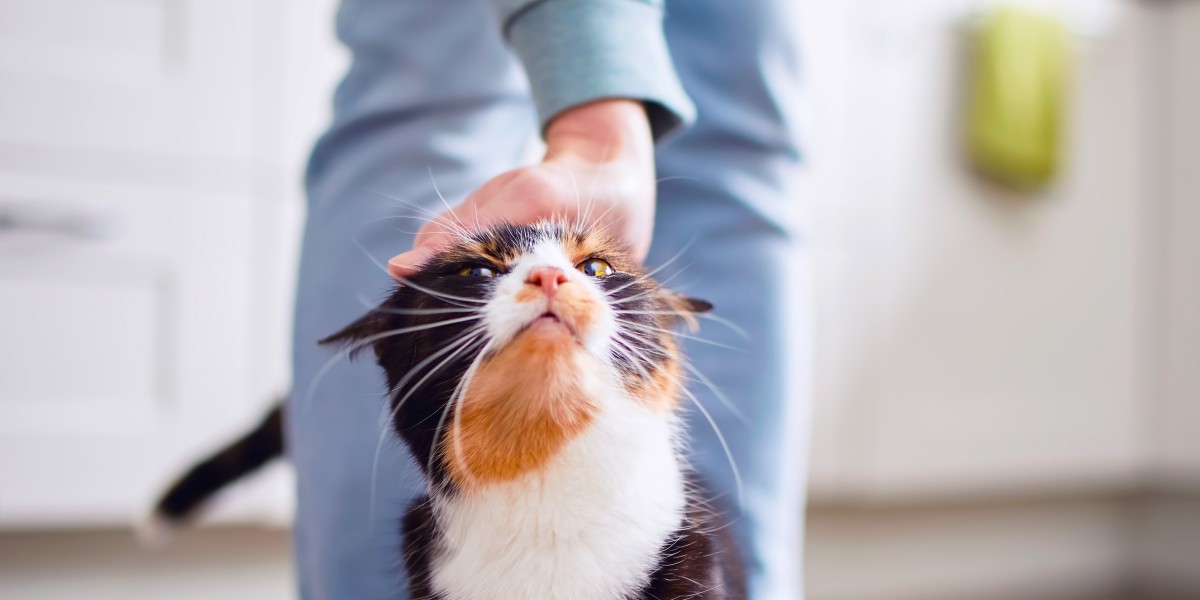 Are cucumbers bad for cats clearance