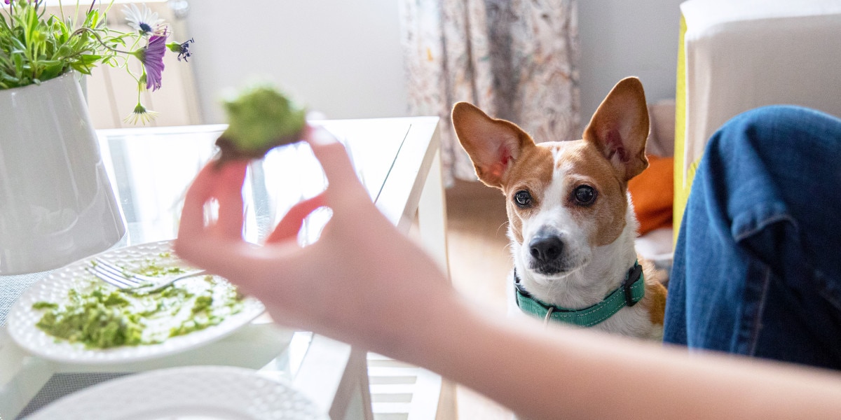 los perros pueden comer carne de aguacate