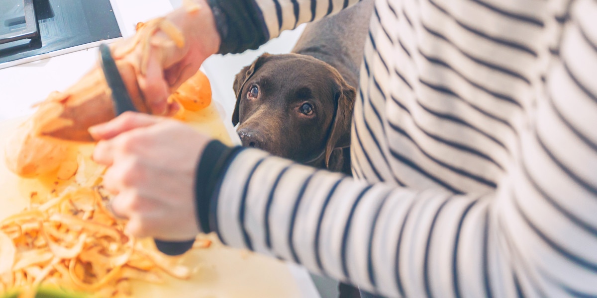 pueden los perros comer patatas fritas sin sal