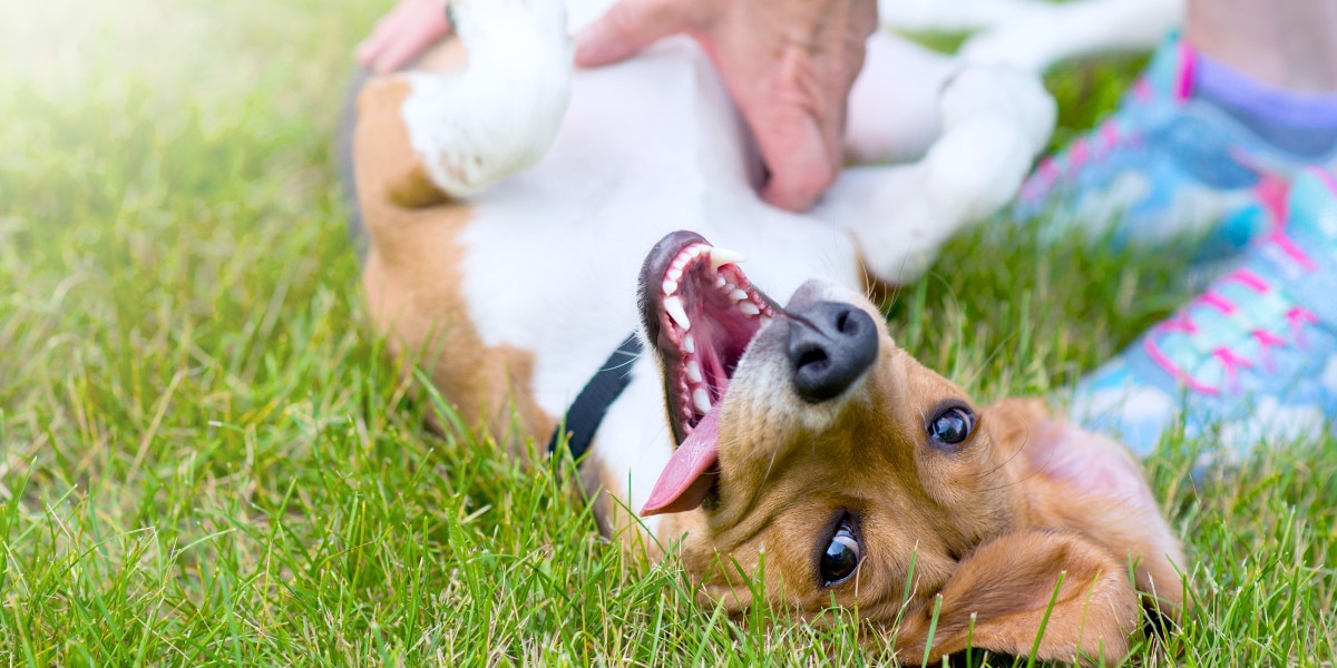 por qué mi perro hace un sonido de graznido