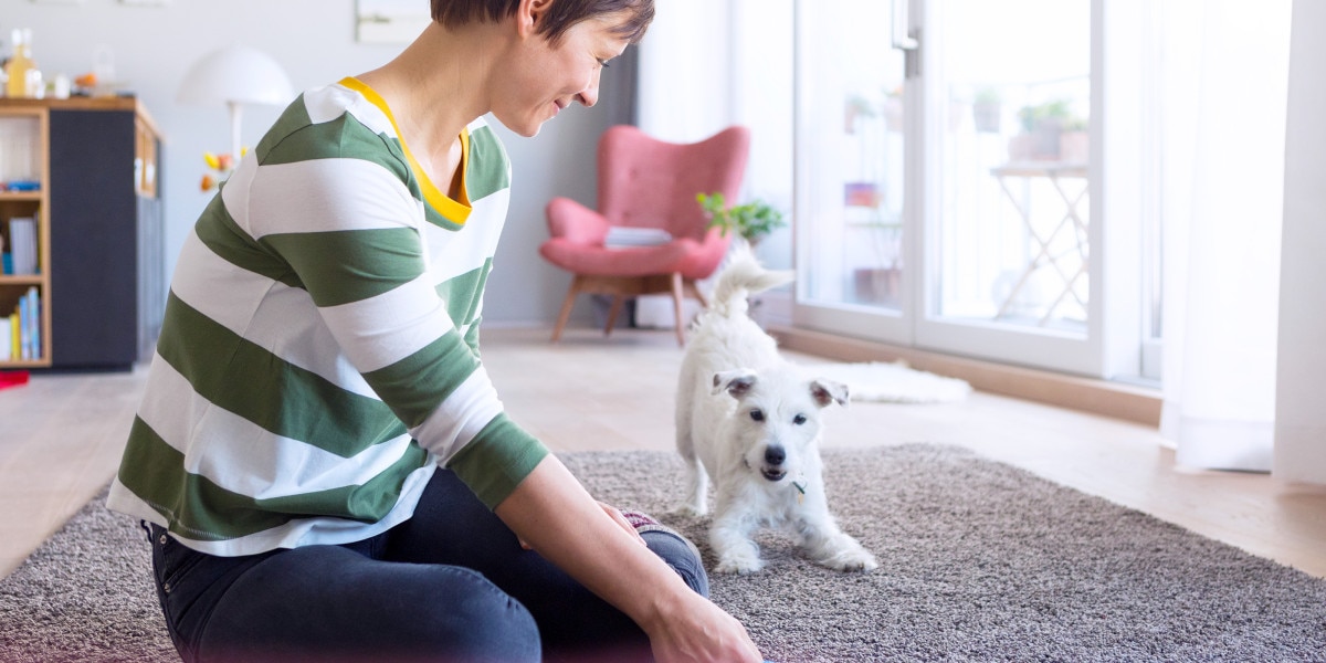 por qué los perros caminan en círculos antes de acostarse