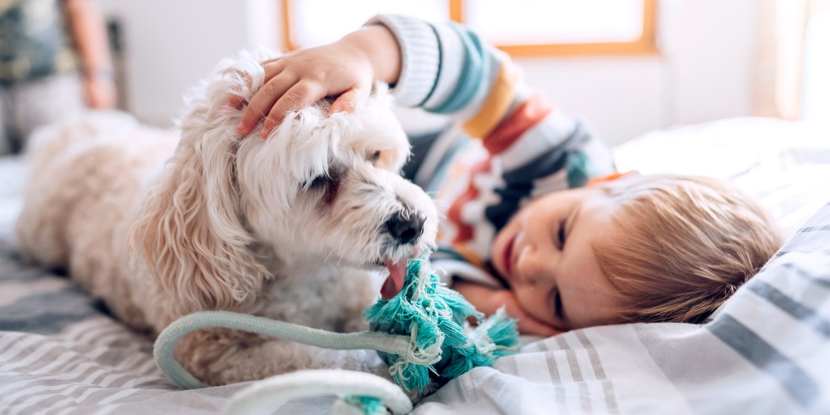 Dry food addison's dog deals