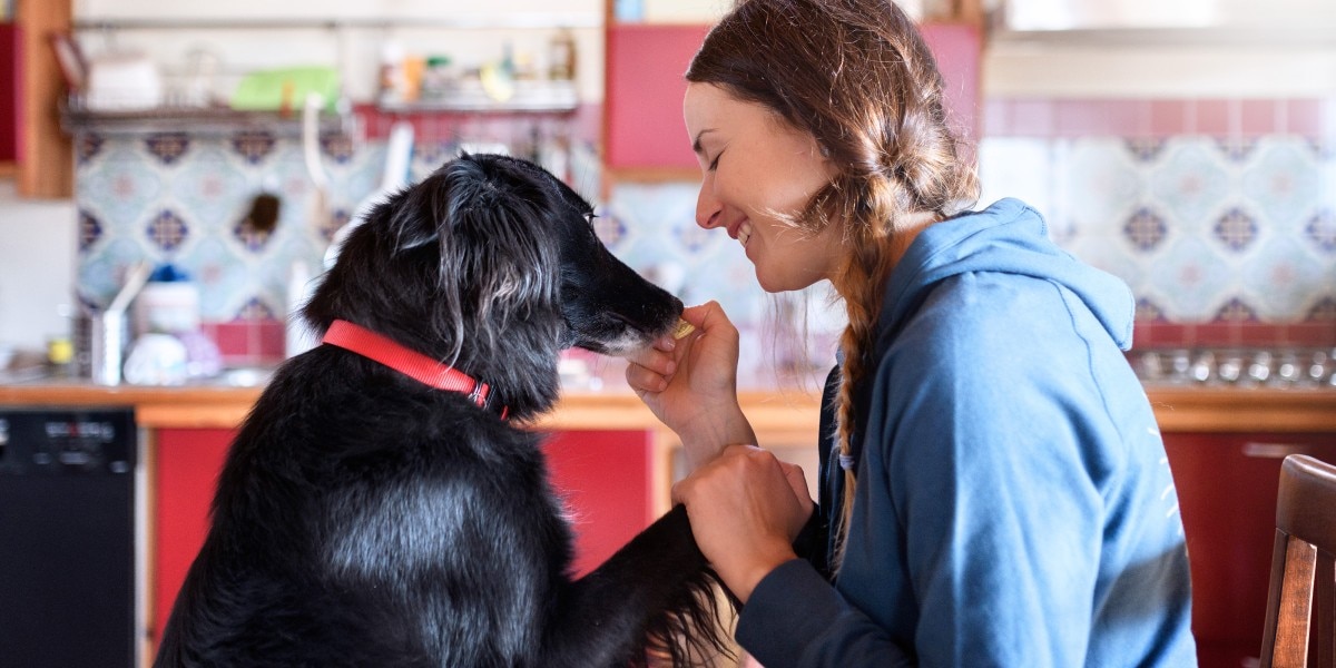 cuantos perros han muerto por podredumbre de alabama