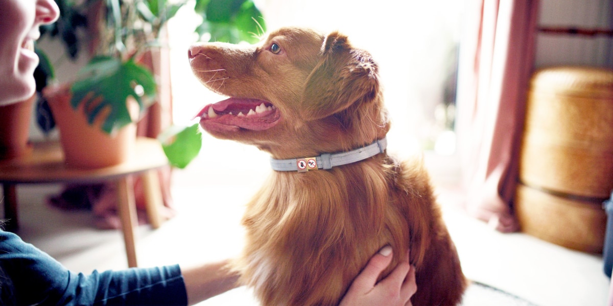 qué le puedes dar a un perro para los dolores de crecimiento