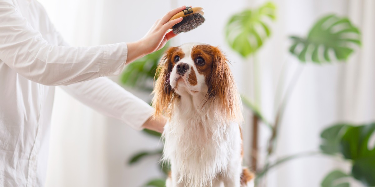 How to Get Mats Out of Dog Hair Purina US