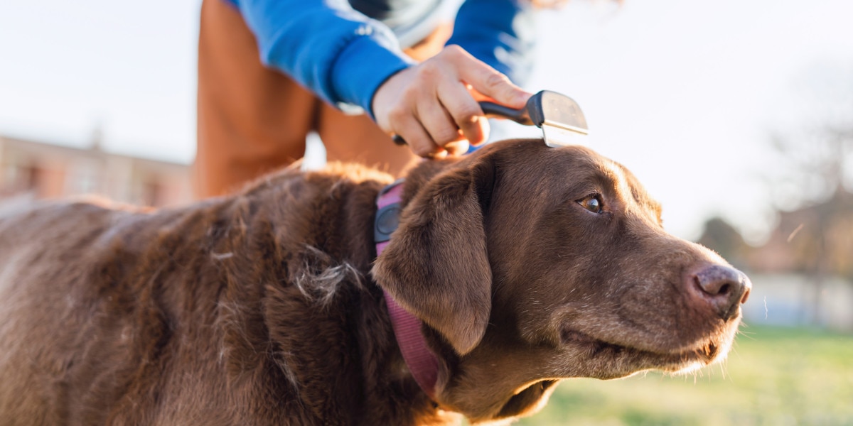 nivel de muda de pelo de bretaña los perros de bretaña mudan mucho de pelo