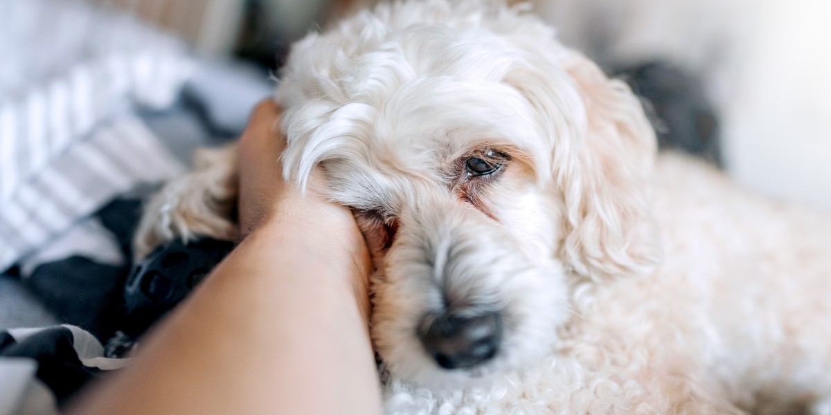 cómo limpiar un conducto lagrimal bloqueado en un perro