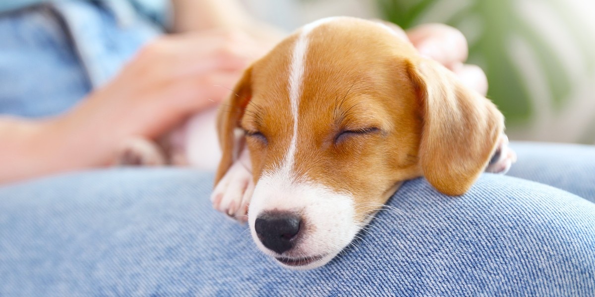puede la comida barata para perros causar diarrea en los cachorros