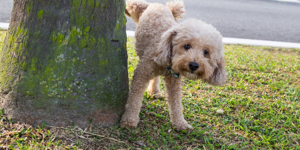 cómo puedo hacer que mi perro deje de orinar en todo
