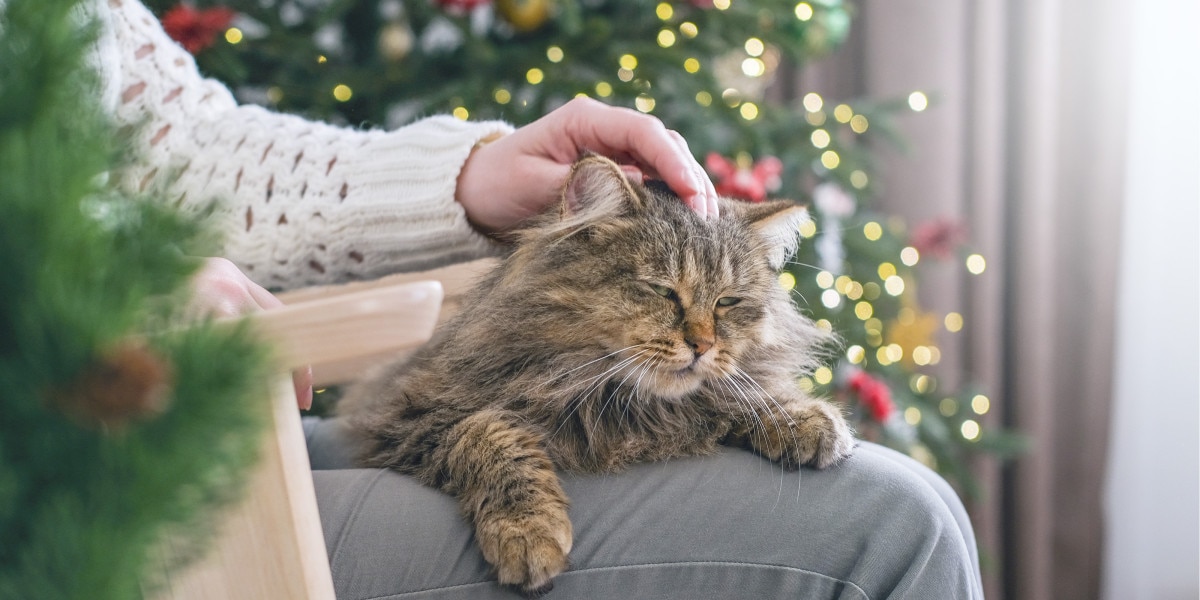 son las plantas de nochebuena venenosas para perros y gatos