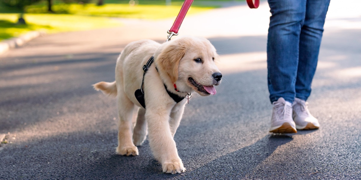 cuánto tiempo debe tomar entrenar a un perro en casa