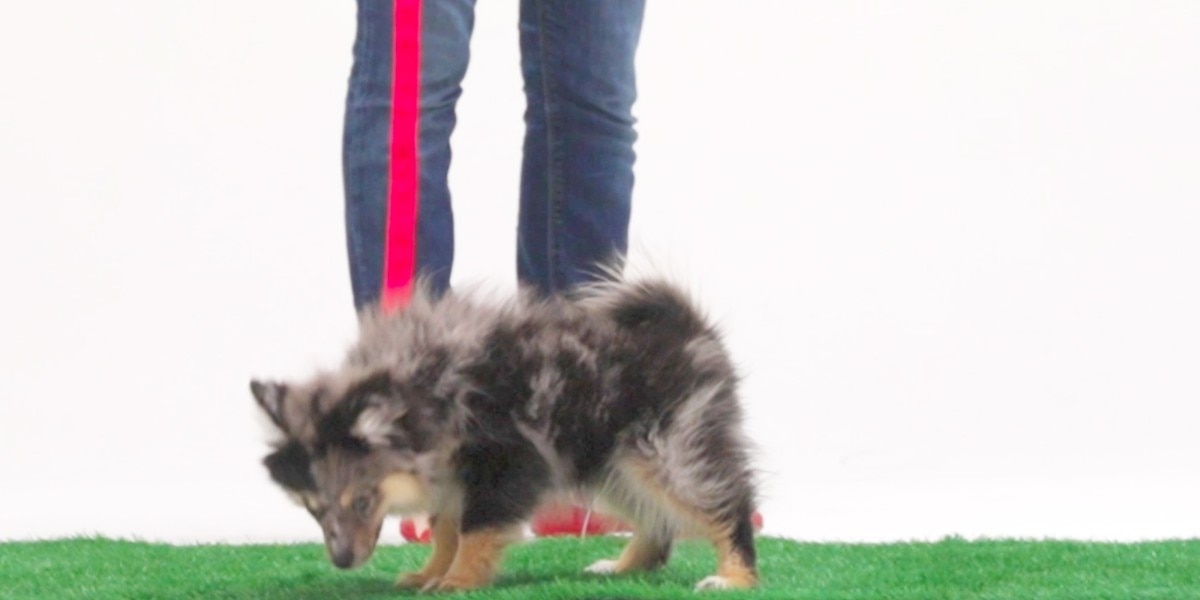 por qué deberías criar perros