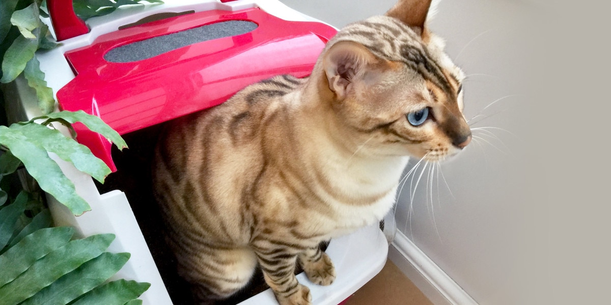 How to Potty Train an Older Cat: Simple Steps for Success