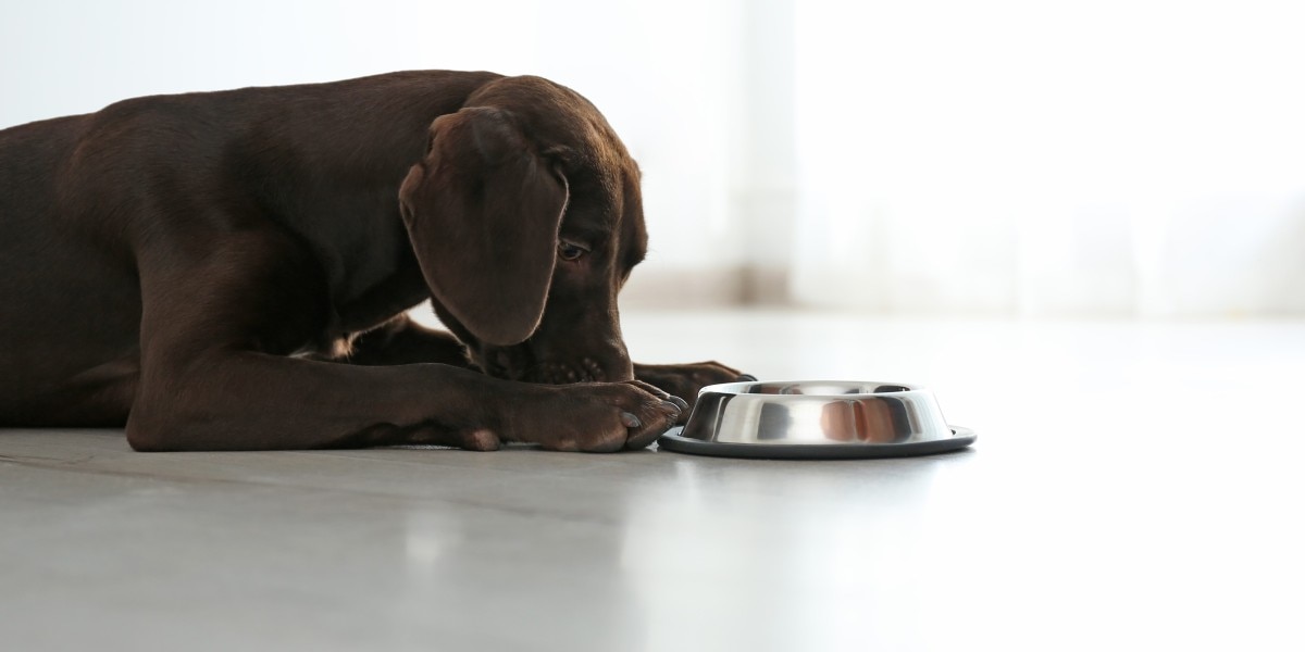 son seguros los palitos de sésamo para que los perros los coman