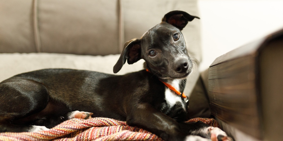 por qué mi perro inclina la cabeza hacia mí