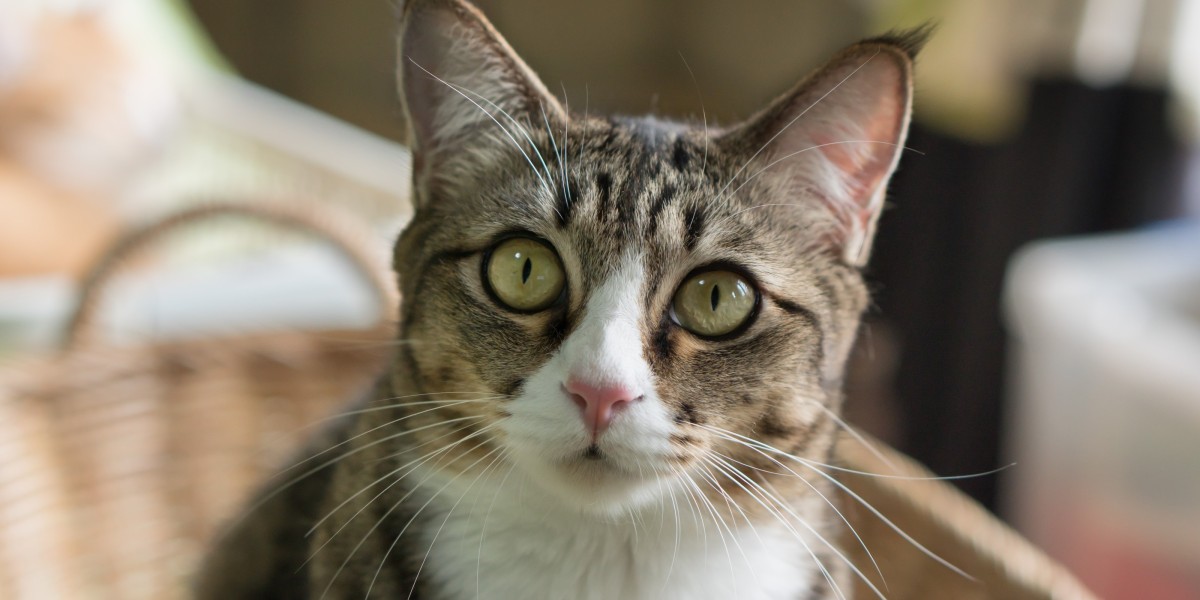 Heart Murmur in Cats Symptoms Treatment Purina US