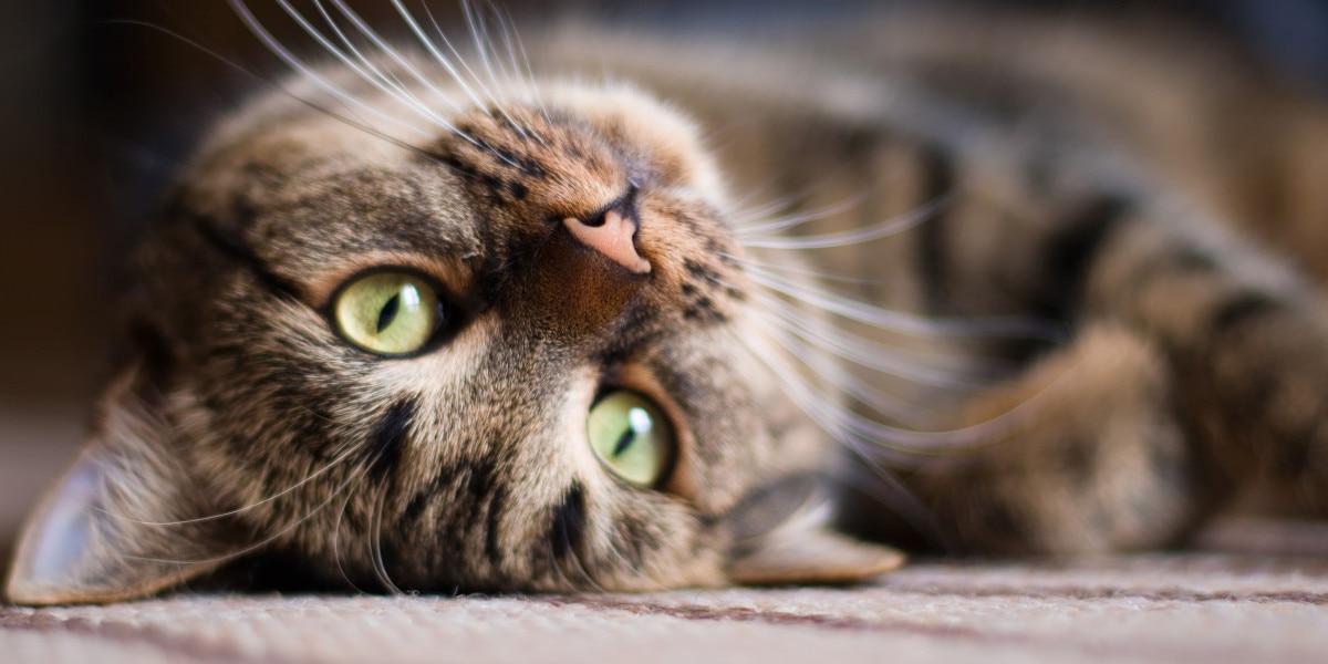 Eye Drops for Cats: When & How to Administer Them | Purina US
