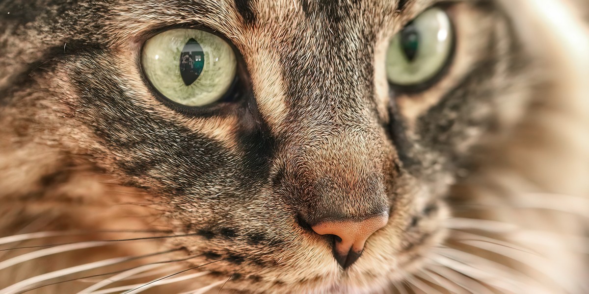 Understanding Cloudy Eyes in Cats - Causes, Symptoms, and Care Tips