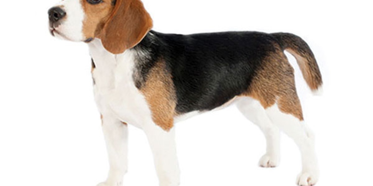 Beagle Harrier Medium Beagle Cheap Beagle Medium Sized Dogs Deals