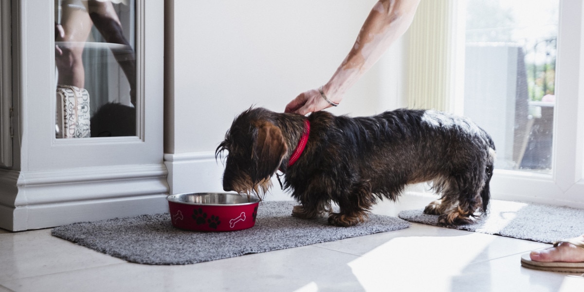 Soft Dog Food | Purina US