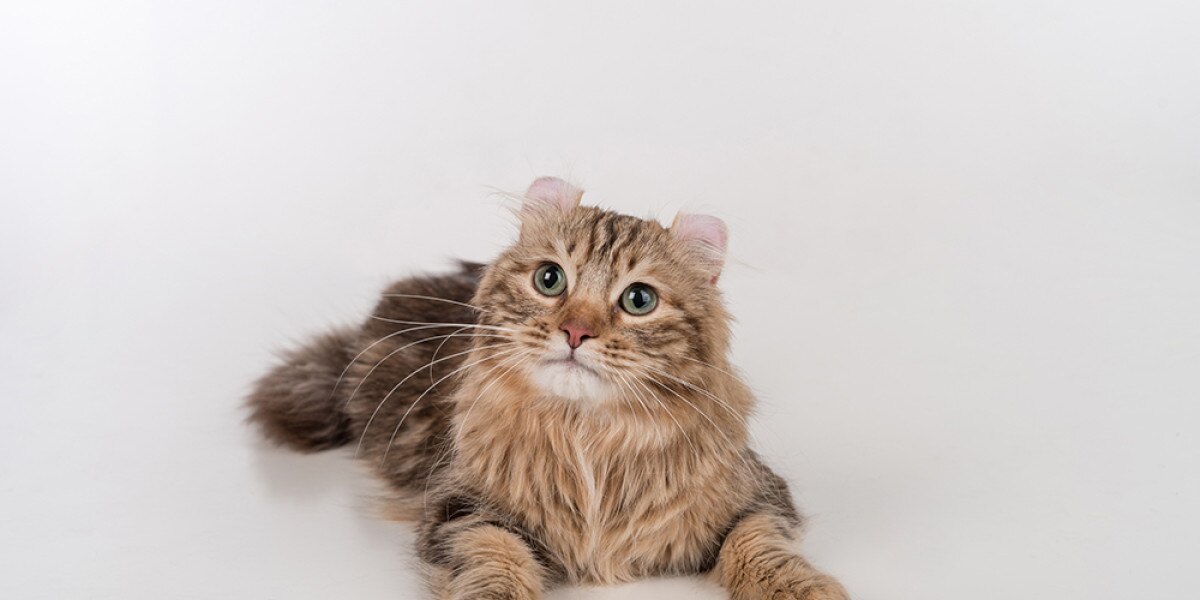 American Curl Cat Breed Information | Purina US