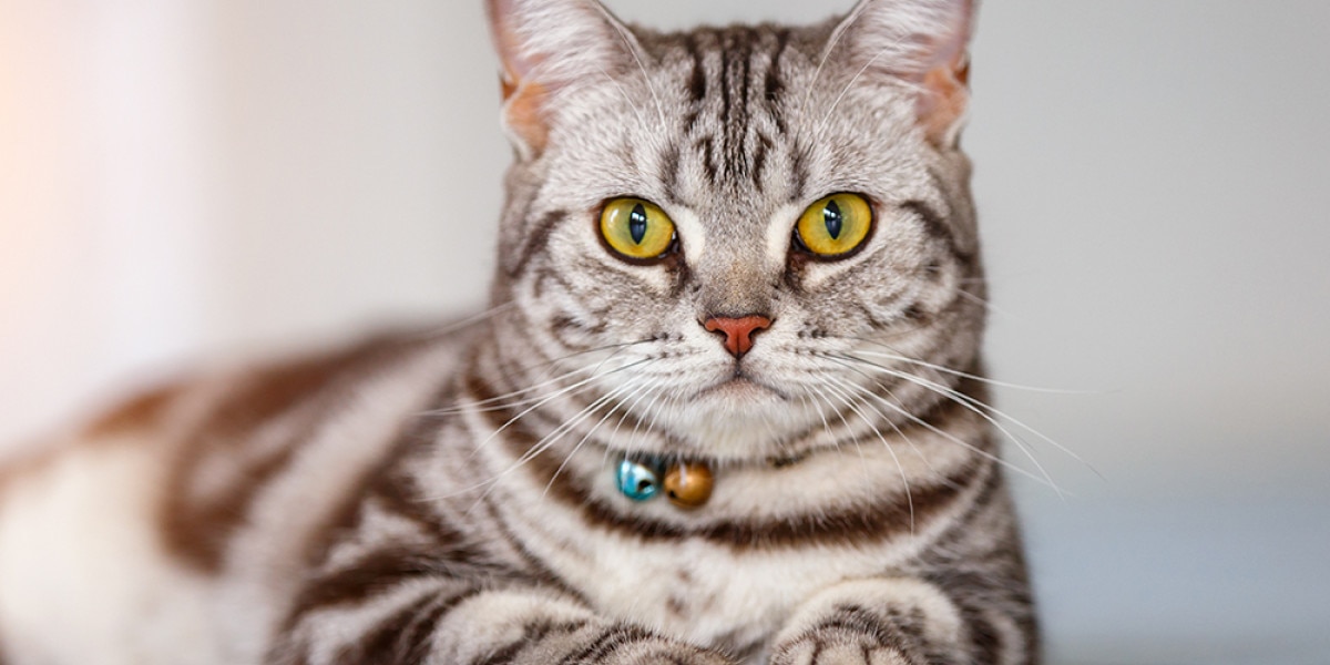 American Shorthair Cat Breed Information | Purina US