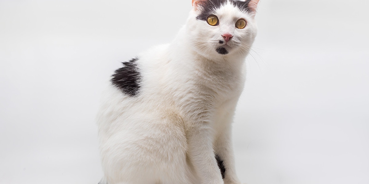 Manx Cat Breed Information | Purina US