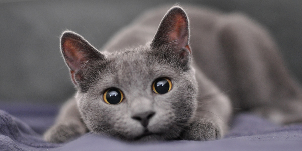 What Cat Breeds Have Blue Eyes: Stunning Feline Beauties Revealed