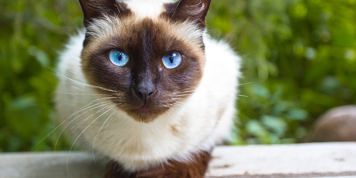 Do Siamese Cats Live Longer Than Other Breeds? Surprising Facts!