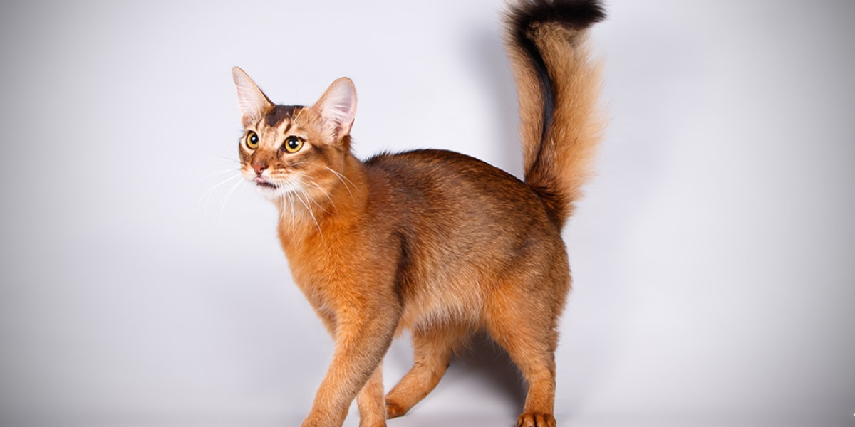 Somali Cat Breed Information | Purina US Somali Cat Breed Information | Purina US