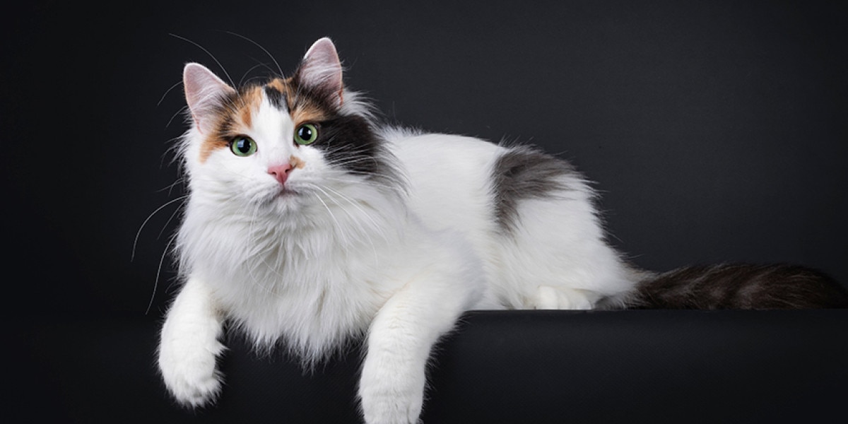 Turkish Van Cat Breed Information | Purina US