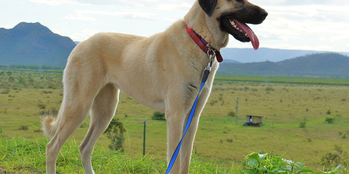 son los pastores de anatolia buenos compañeros de carrera