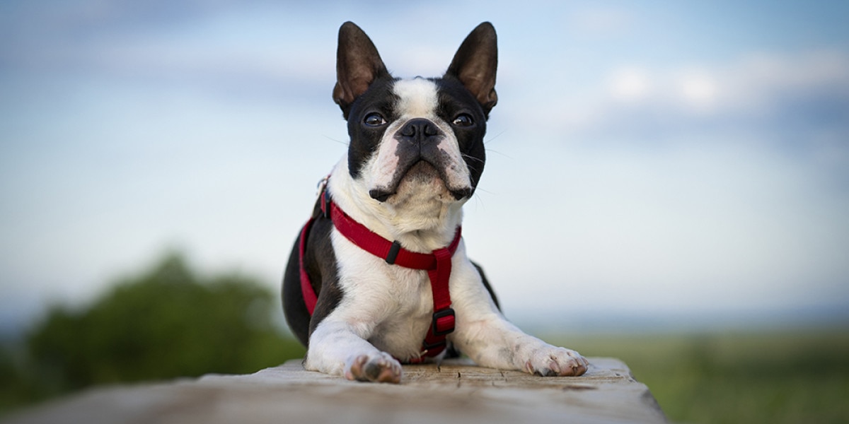 son los boston terriers entrenables
