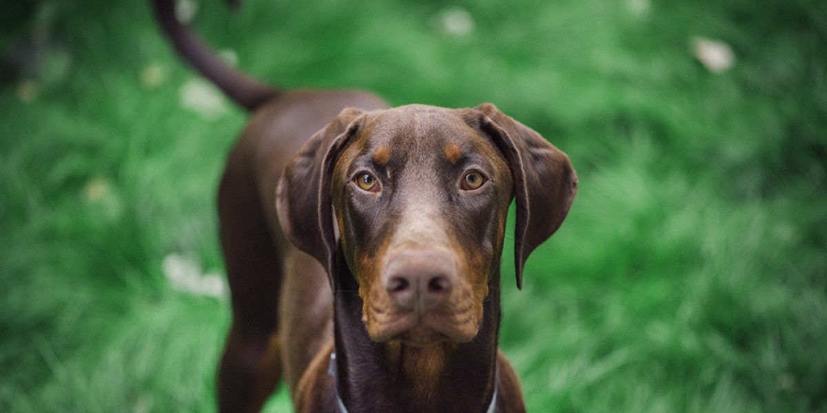 con qué frecuencia se debe bañar a un doberman