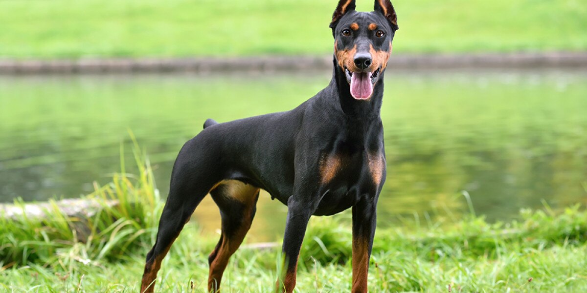 German Pinscher 特別版 German Pinscher Dog Breed Information | Purina US