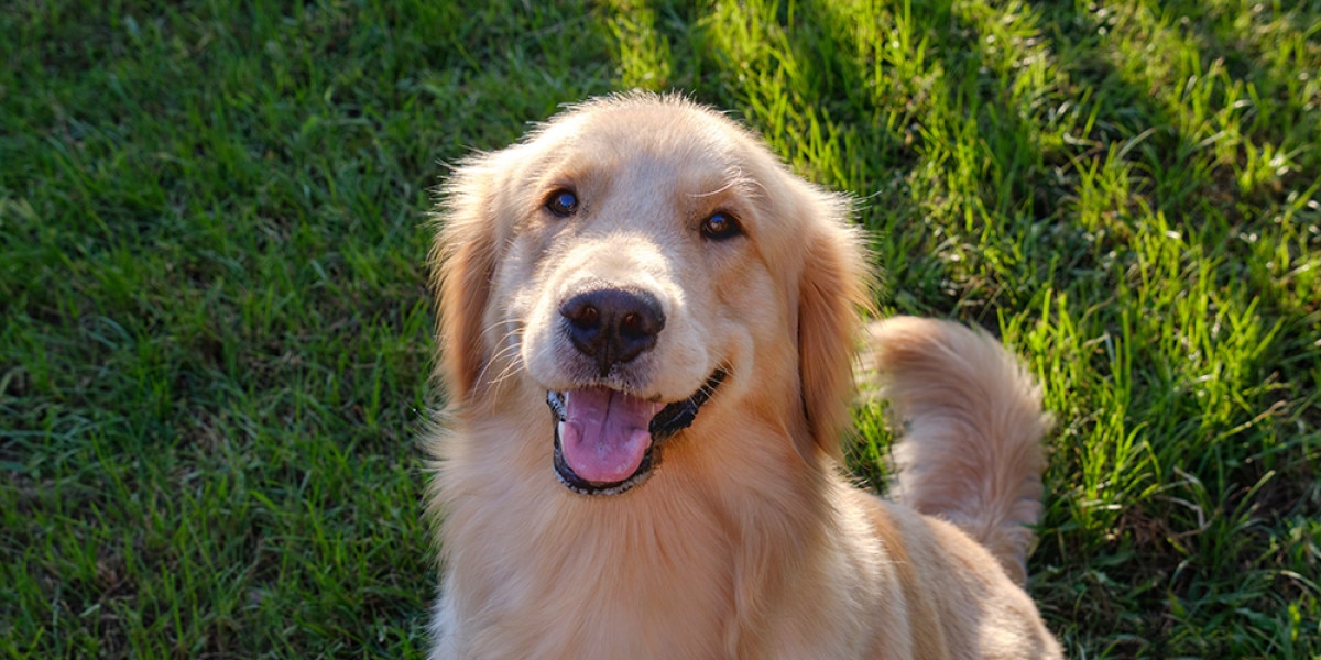 con qué frecuencia debo alimentar a mi golden retriever