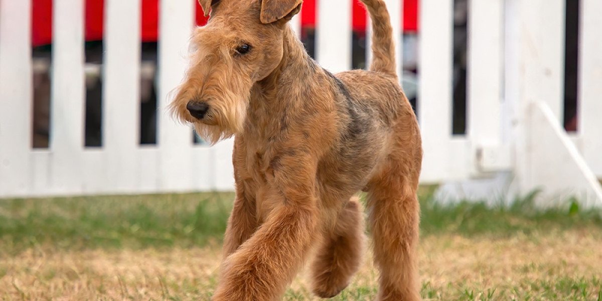 Lakeland Terrier Dog Breed Information | Purina US