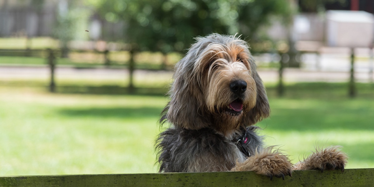 Which Dog Breeds Have Webbed Feet: Top Water-Loving Dogs Revealed