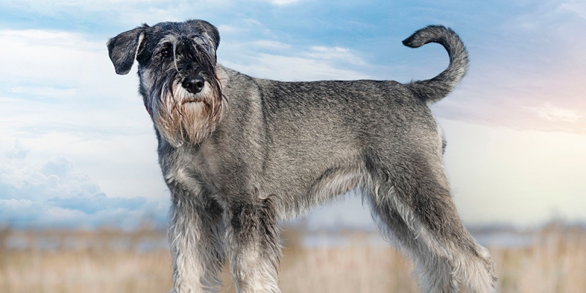 son los schnauzer estándar los perros más inteligentes